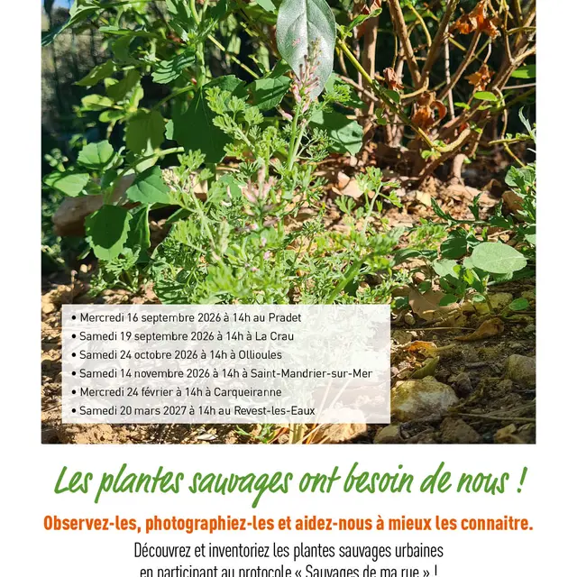 Sortie nature - À la découverte des plantes sauvages_La Crau