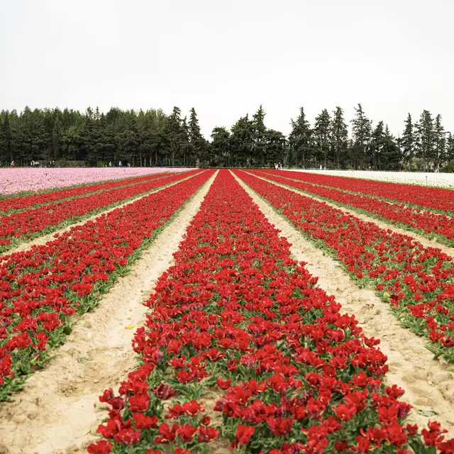 Les champs de tulipes_Jonquières
