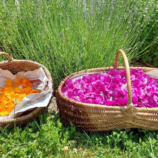 Récolte de Mauves et souciss