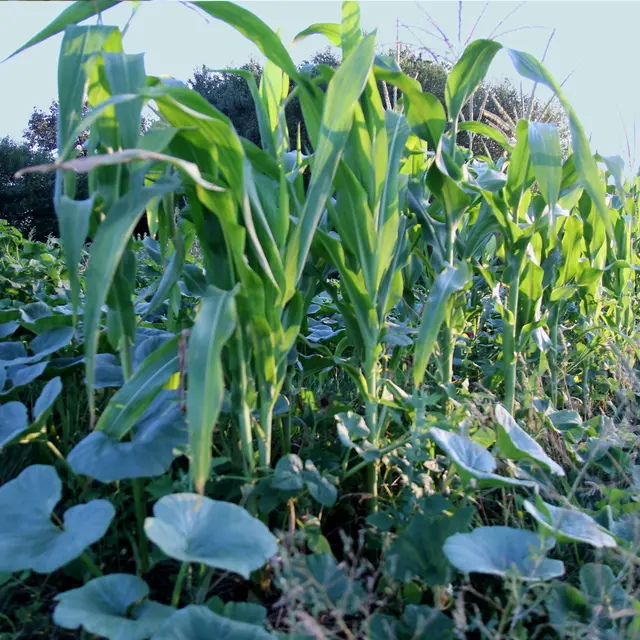 Courges/Maïs