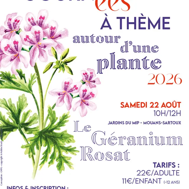 Journée autour d'une plante : Le Géranium Rosat_Mouans-Sartoux