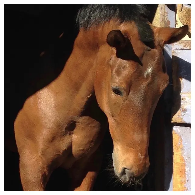 Journée nationale du cheval