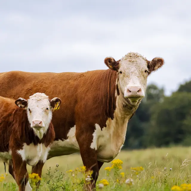 Vache
