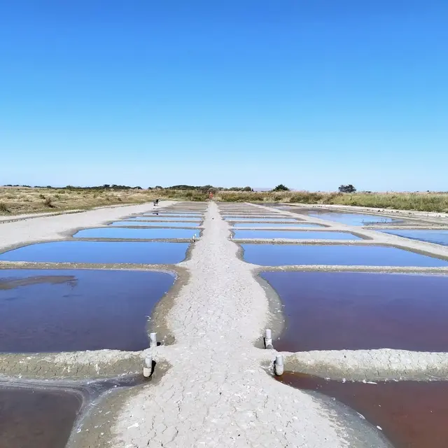 Le marais du barrot sud en été