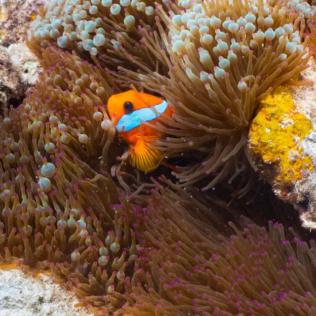Wetr Diving