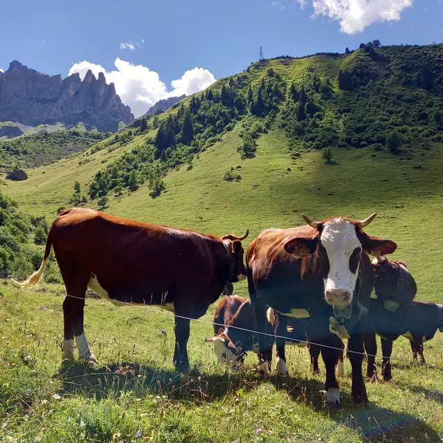 Les alpages sont à la page_Les Contamines-Montjoie