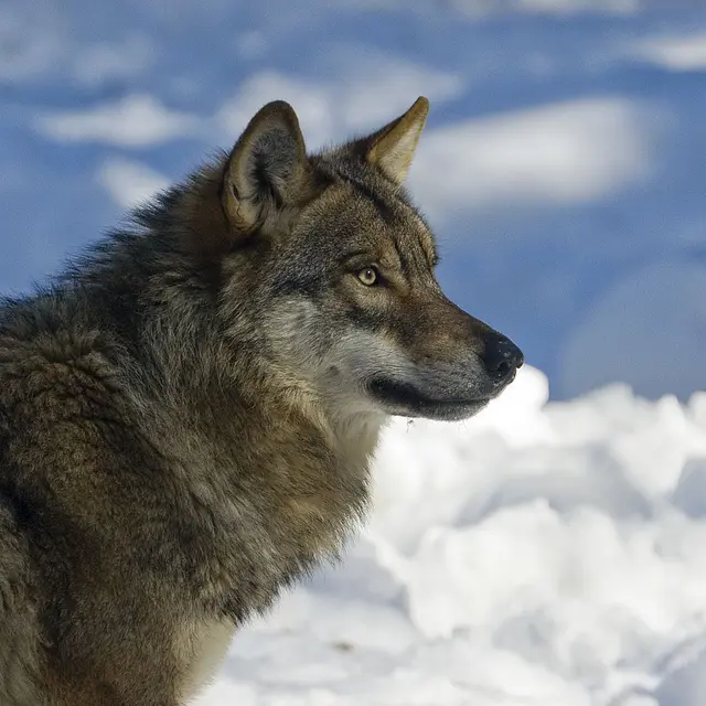 Loup