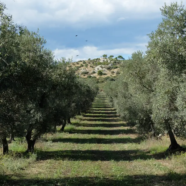 Atelier de dégustation Huiles & Olives_Les Baux-de-Provence