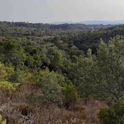 Inventaire photographique des papillons de nuit au Bombardier_Fréjus