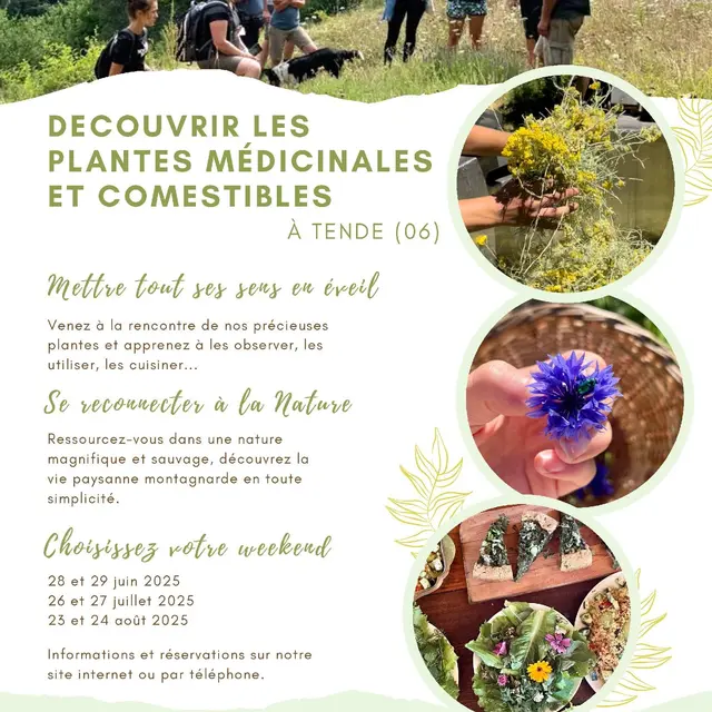 Initiation aux plantes médicinales_Tende