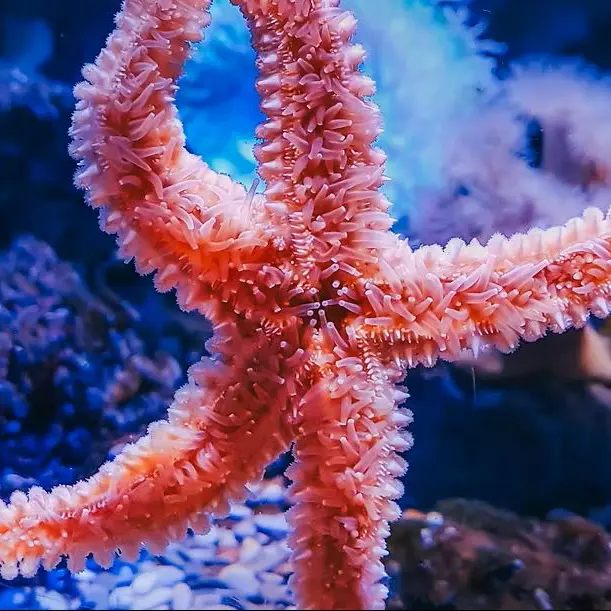 Rhapsodie en bleu_Marseille