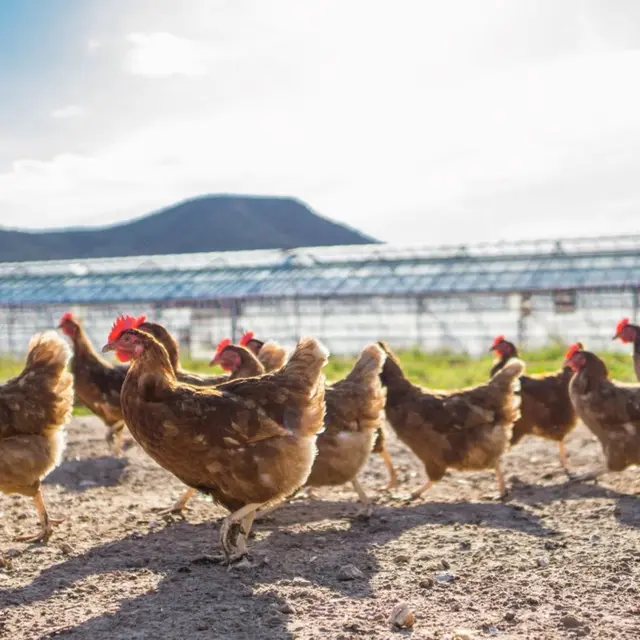 Les gallines de l'Augustine