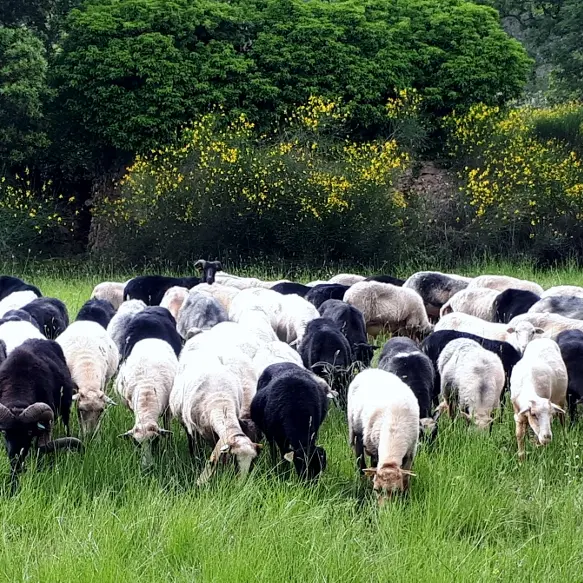 Elevage Franck Tilotta - Garéoult