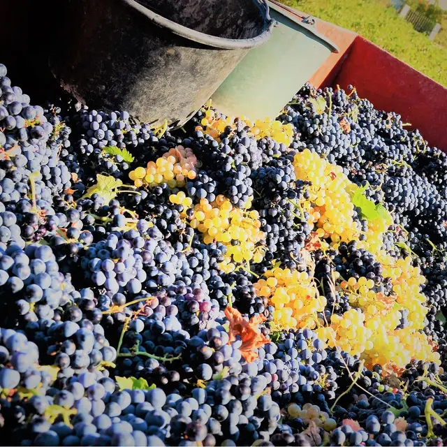 La Venise Provençale, cave viticole_Martigues