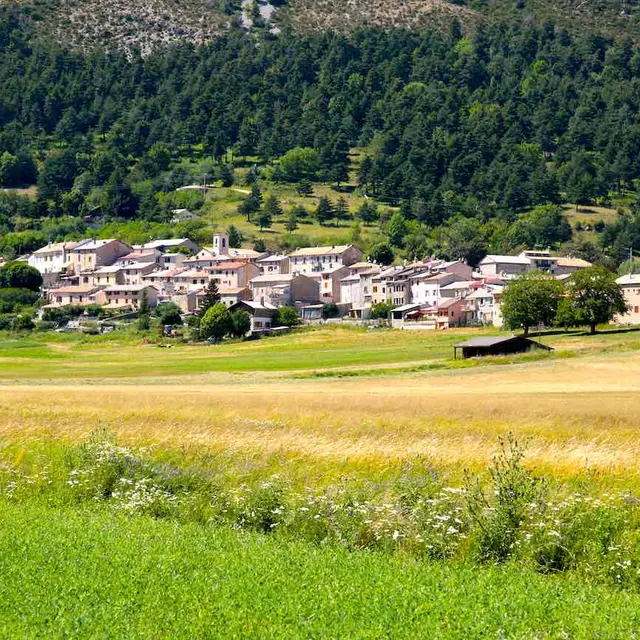 Caille