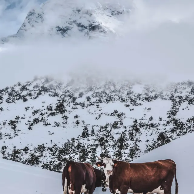 Veillée d'hiver : l'agriculture_Le Grand-Bornand