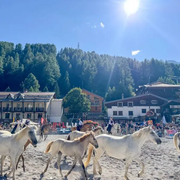 Spectacle équestre avec des chevaux gris clair