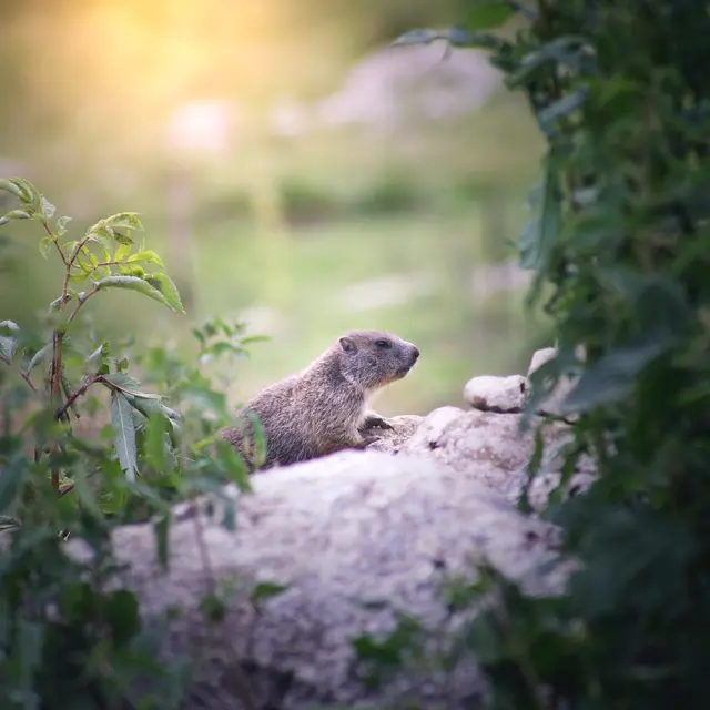 Marmottes