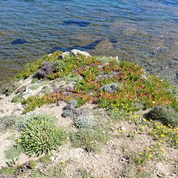 Chasse aux Griffes de sorcière sur le Cap Taillat_Ramatuelle