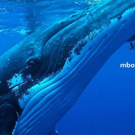 Moorea Boat Tours - Tahiti Tourisme