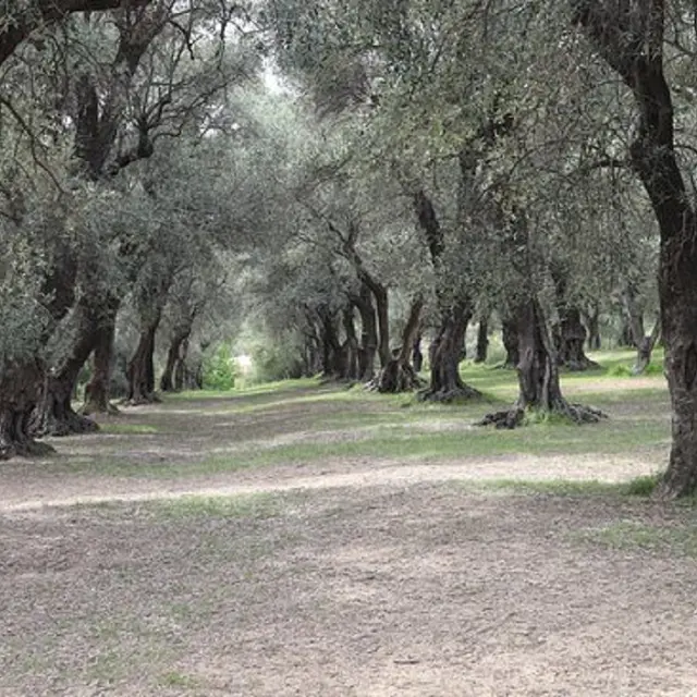 Parc du Pian