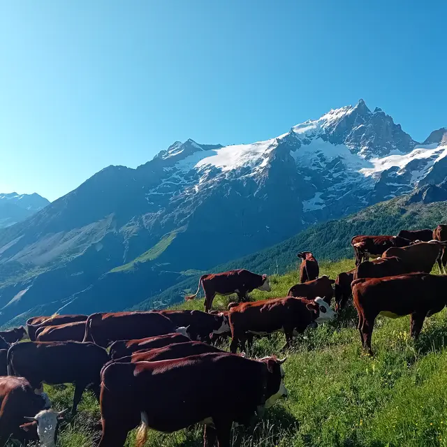Montée a l'alpage