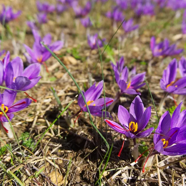 crocus safran