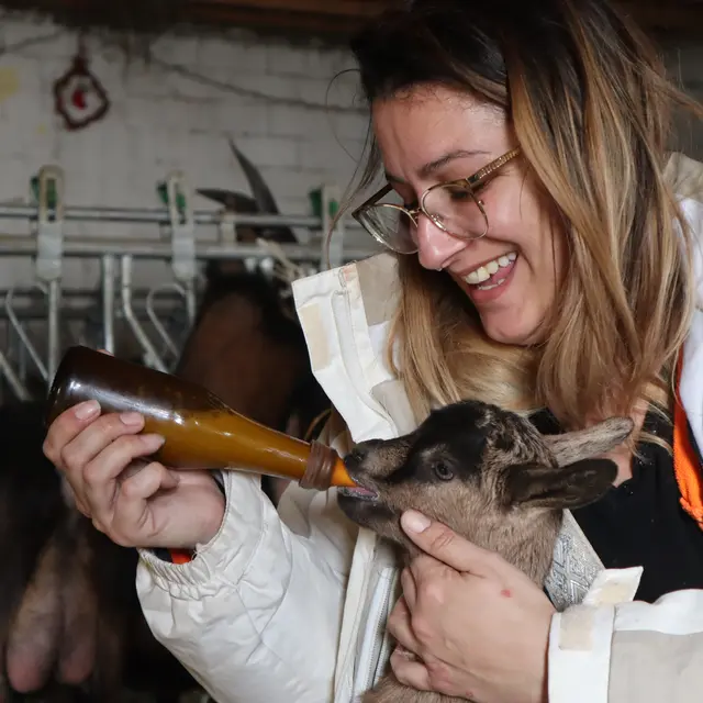 La tétée des chevreaux_Cervières