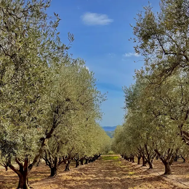 Oliveraie Domaine de La Pierre Plantée_Sainte-Maxime