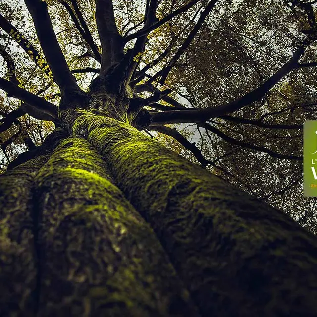La vie secrète des arbres