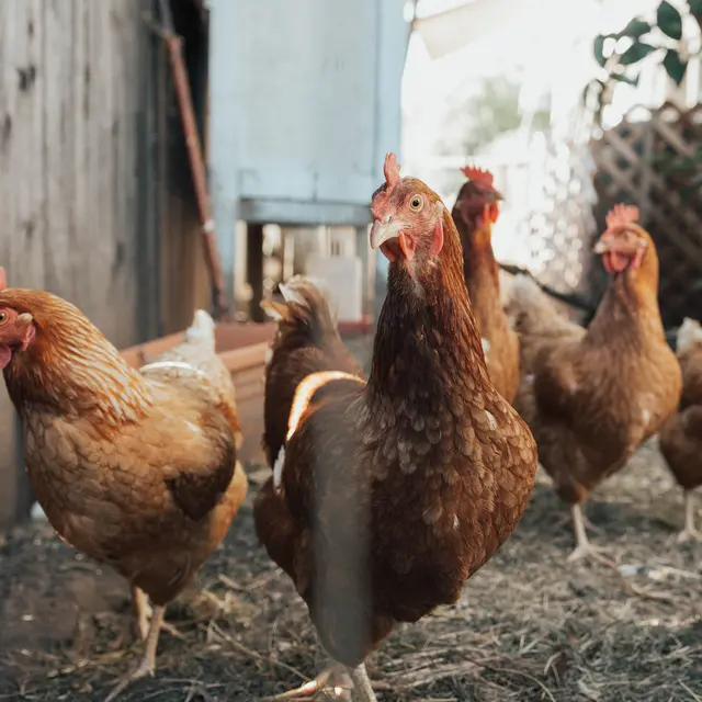 Les Poulets de Maud
