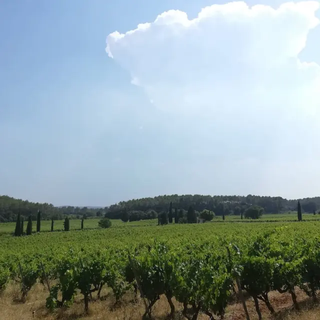 Clos de l'Ours - Cotignac