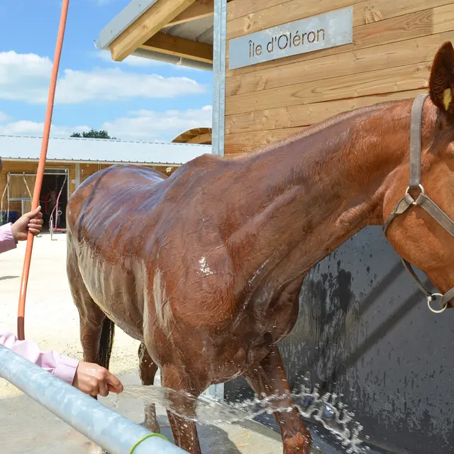 Courses à l'hippodrome_Châtelaillon-Plage