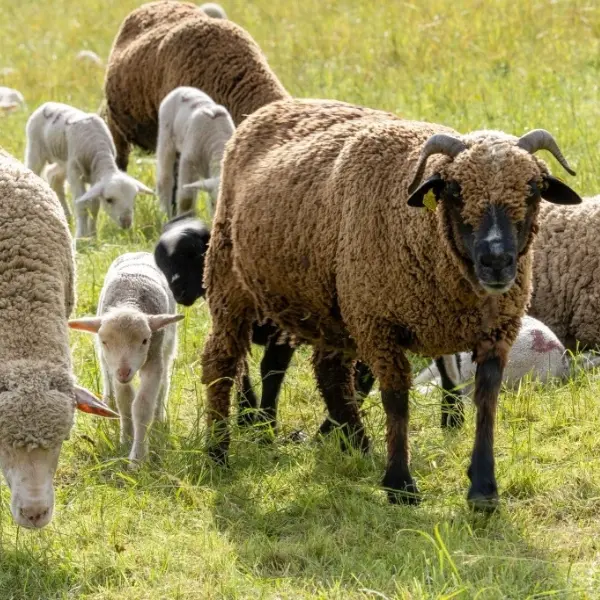 Conférence sur le pastoralisme_Allos