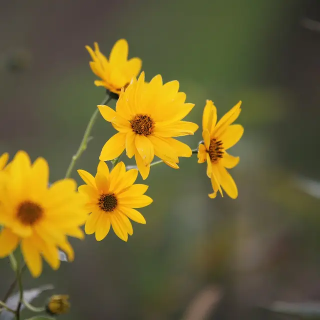 Fleurs d'Arnica sur le sentier ethnobotanique du Pied du Col à Villar d'arène