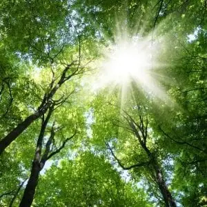 Gardien.nes de la forêt (7-13ans) - Marais de Lavours_Ceyzérieu