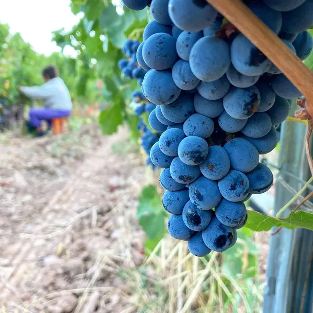 Domaine des Ondes_La Crau