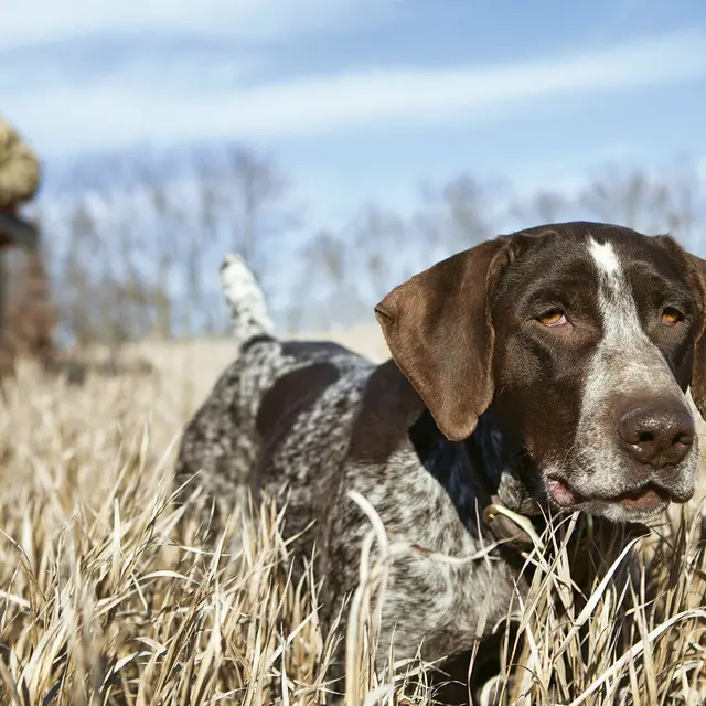 Concours canin départemental