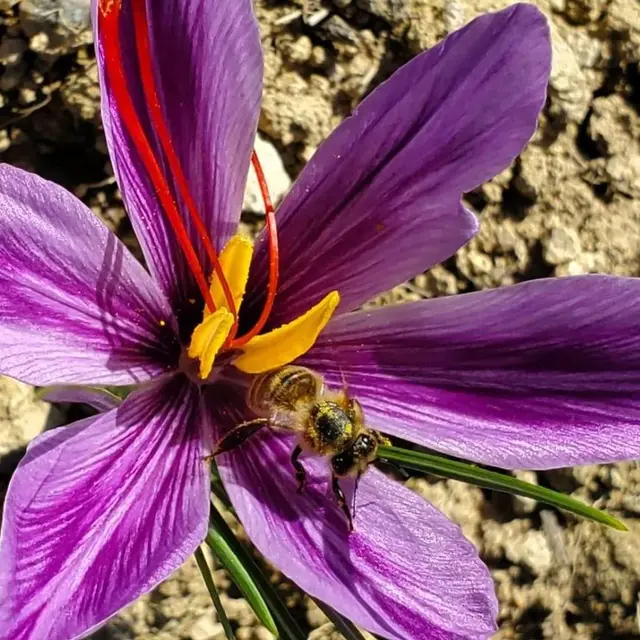 Safran d'Auvergne_Marsac-en-Livradois