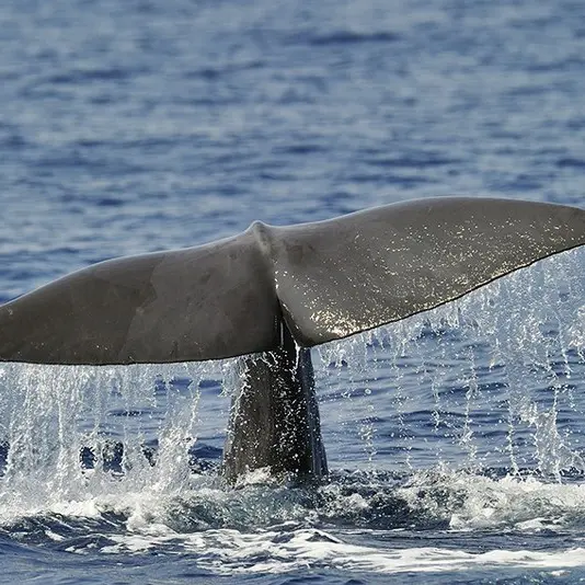 Sortie baleines et dauphins