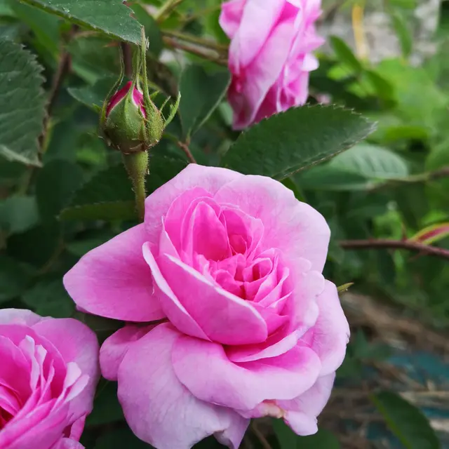Le Jardin du Petit Jas_Grasse
