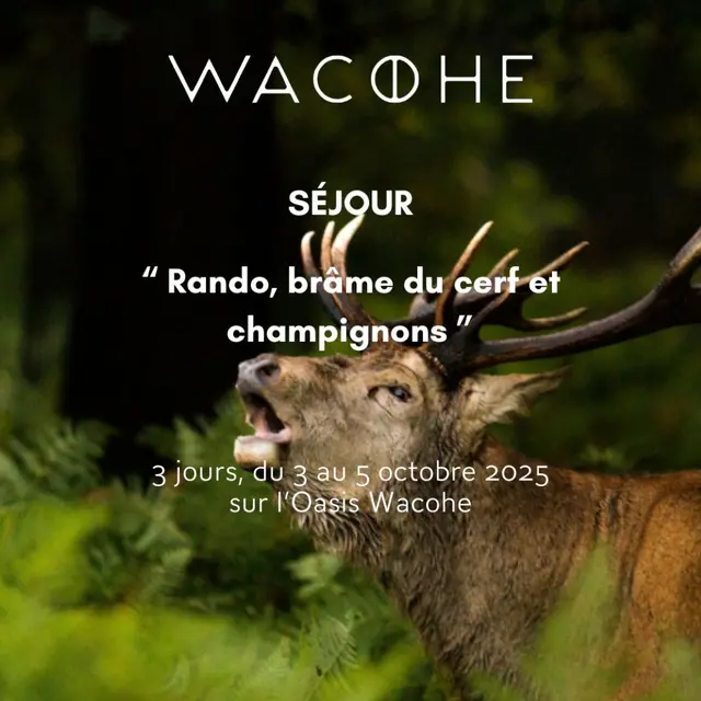 Séjour 'Rando, brâme du cerf et champignons' - Wacohe_Mollans-sur-Ouvèze