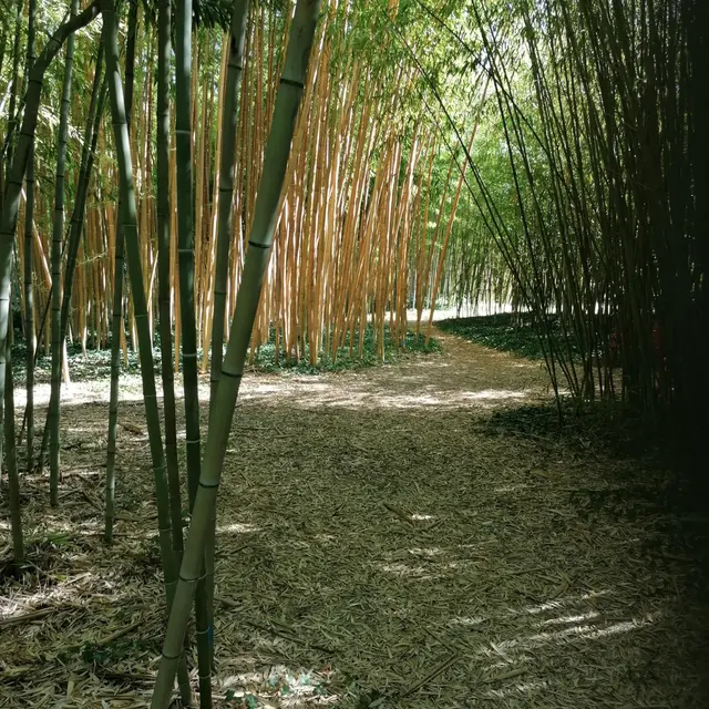 Bambus in der Provence (Eyragues) | Avignon Tourisme