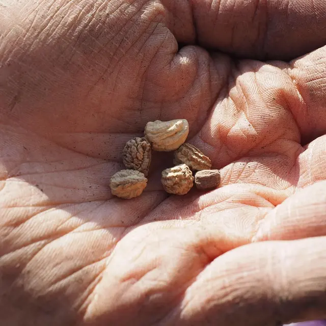 Printemps des jardiniers_Le Beausset