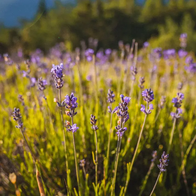Sentier floristique du Sauze