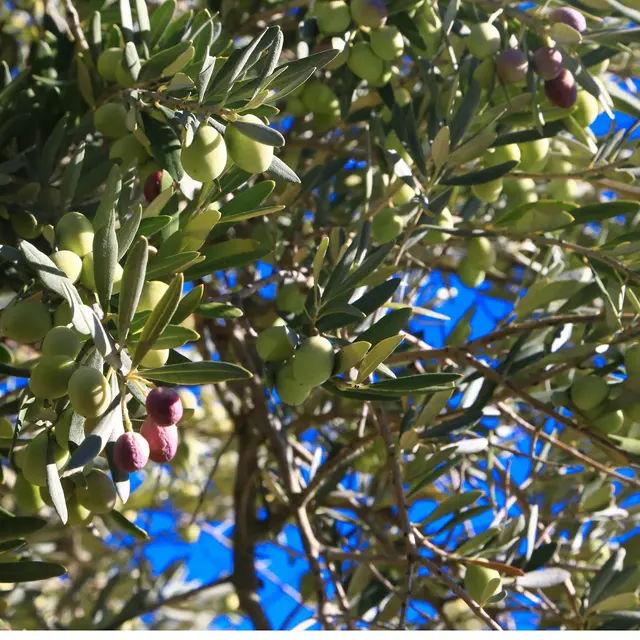 Olives sur l'olivier