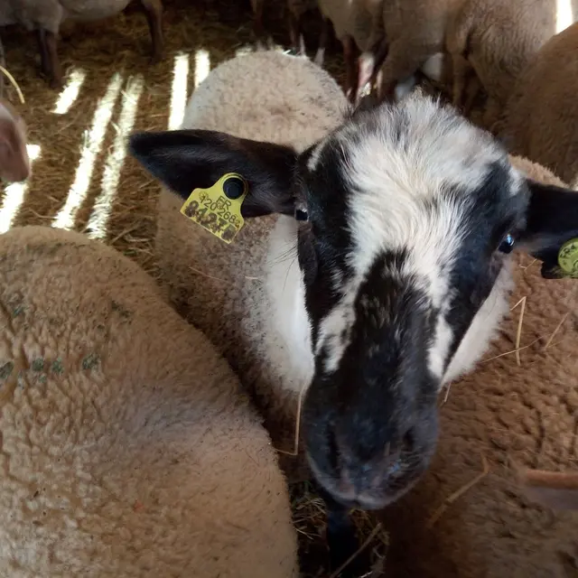 GAEC du Pic du Terroir d'Antan