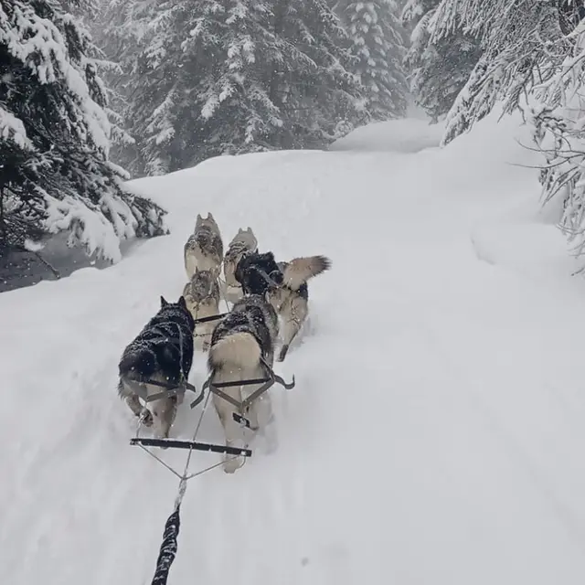 Chiens en action