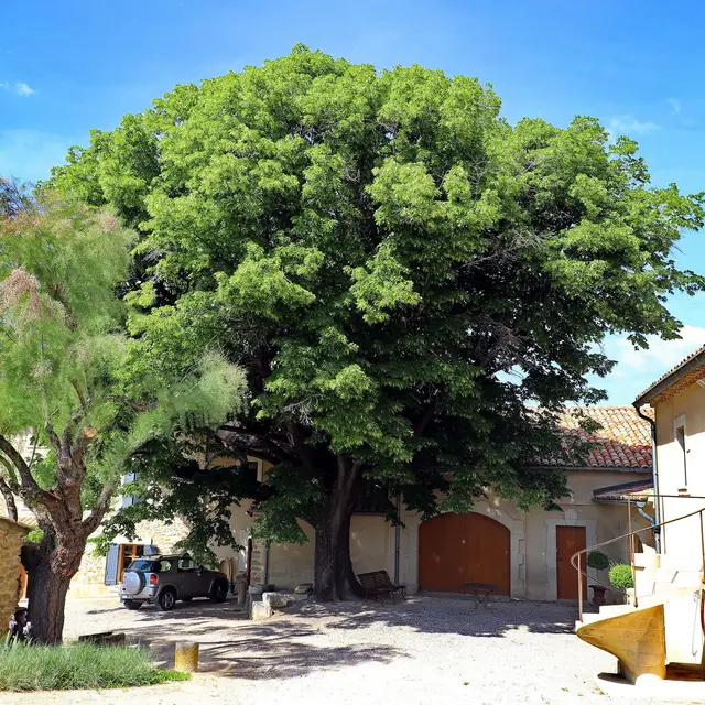 Visite du domaine des Teyssonnières_Gigondas