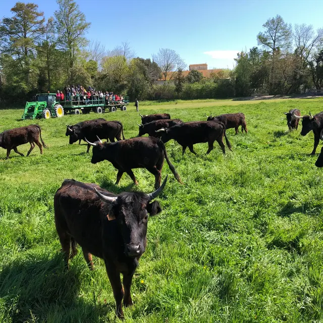 Visite de la manade en remorque tractée